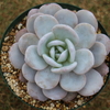 【エケベリア紹介 3】ラウイ Echeveria laui