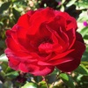 紅バラの花