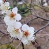 なたね梅雨の前に