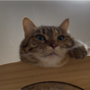 ゴロゴロするあんころもち特集85