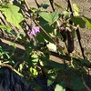 しんの実畑の冬支度  /  ニンニクの種蒔き？植え付け？