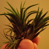  T.ionantha 'Special' の子株が成長してきた