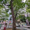 《府中ぶらり散歩》天然記念物 大國魂神社の欅並木