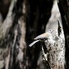 クロズキンヒタキ(Hooded Robin)