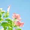 アサーションを生きるチカラにかえていく～現在申し込み受付中・名古屋・大阪講座