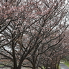 桜三分咲きです