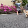 今日のお散歩、犬、花、側転