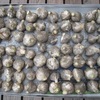 Harvest of garlic