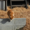 畑と猫