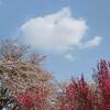 紅葉 スポット 東沢大橋 紅葉 見頃時期は？
