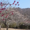 花貫さくら公園の梅