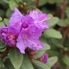 ５月中旬の花木たち
