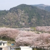 家山の桜は見頃過ぎ　～まずは到着～