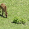 名古屋城、サツキはまだ、シカは元気