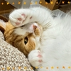愛猫るるもなの2024年ベストショット！