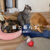 きなこちゃんとミケ茶、つみれちゃんがいっぱい20　猫3匹と暮らす夫婦