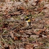 日本　長良川ふれあいの森公園のミヤマホオジロなど