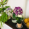 秋の植え替え