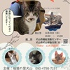 11月譲渡会のお知らせ🐾