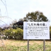梅小路公園の穴場スポット「しだれ梅の薗」