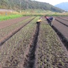 農園日誌Ⅲーむかし野菜の四季