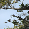 念願の山形へ鳥を見に行った日記。（２０２２　０６２５－２６）その８