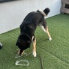 黒柴 🐶 つん