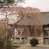 法伝寺の枝垂れ桜・・