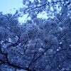 桜の季節は青息吐息
