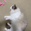 今夜も待っていてくれたふくちゃん