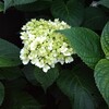 我が家の紫陽花も咲きました