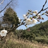 「マダム倶楽部」活動報告　「四季の丘」は満開の白いコブシで彩られ、桜の大木からパワーを頂き、おばちゃんたちはカロリーも頂く♪　3月20日