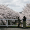 稲城の三沢川さくら通りで見頃を迎えた桜を見る