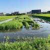 夏みず田んぼ、カワラヒワ、ヤマガラ、クマゼミ、アブラゼミ