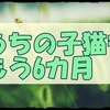 意思表示と主張強めの我が家の子猫ももうすぐ6カ月になりますよ。