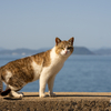 玄海諸島のねこさん