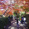 和歌のふるさと常寂光寺の紅葉　（嵐山周辺）