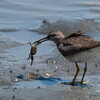 キアシシギがカニを食べる様子