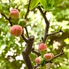 桜の開花と我が家の植物。ひとりランチは京都で買った551豚饅。