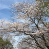 桜の花の満開の下を通りました