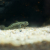 アベハゼ Mugilogobius abei