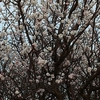 ２月２５日夕方見た河津桜と梅