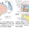 大きな進歩！片頭痛における前兆から頭痛発作までのメカニズムが解明された．