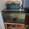 真夏に茶ゴケが減った水槽