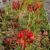 「彼岸花とコスモスの花と落雷」