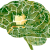 不安を感知する扁桃体のラクラク調整方法