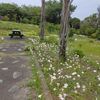 紫陽花いっぱい