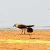 水に入って鳴くツバメチドリ