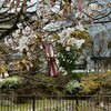 桜の季節！大阪城の桜情報　城南バス駐車場付近で桜の宴してきました