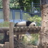 上野動物園 ： シャンシャンと初対面